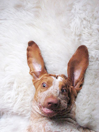 upsidedown dog