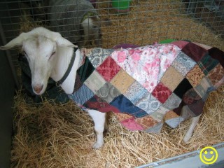 goat in a coat